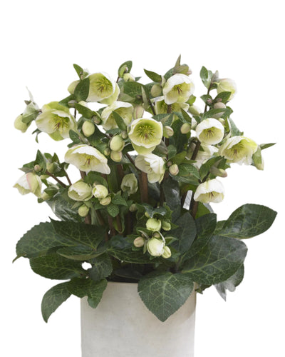 Shrub - Helleborus 'Moon Dance Frostkiss' (2 Gallon) Product vendor