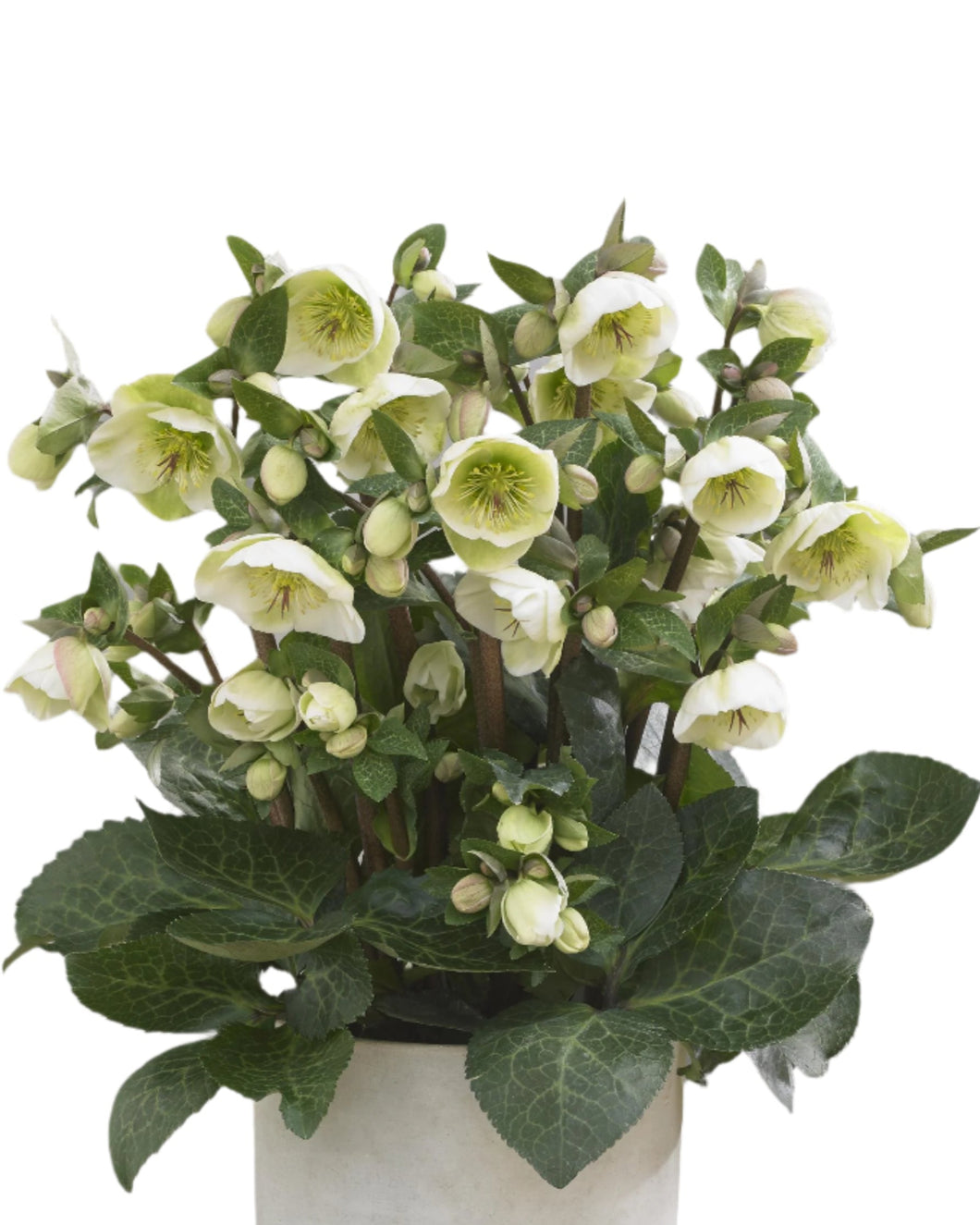 Shrub - Helleborus 'Moon Dance Frostkiss' (2 Gallon) (Copy) Product vendor