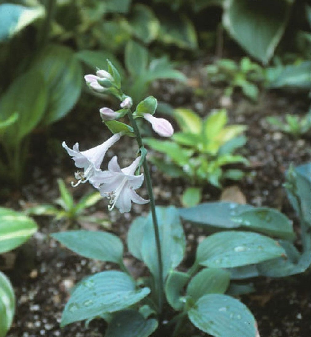 Perennial - Hosta x Hybrida 'Francee' (1 Gallon) Product vendor