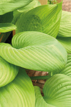 Load image into Gallery viewer, Perennial - Hosta x sieboldiana &#39;Sum and Substance&#39; (4 Inch) Product vendor
