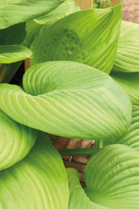 Perennial - Hosta x sieboldiana 'Sum and Substance' (4 Inch) Product vendor