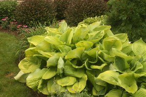 Perennial - Hosta x sieboldiana 'Sum and Substance' (4 Inch) Product vendor