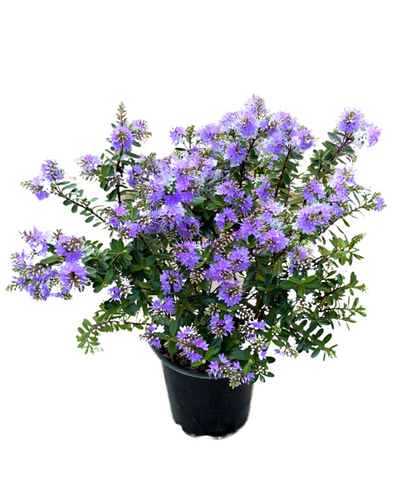 Shrub - Hebe buxifolia 'Patty's Purple' (1 Gallon) Product vendor