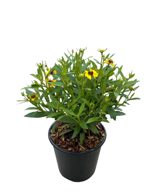 Perennial - Helenium autumnale 'Salud Embers' (1 Gallon)