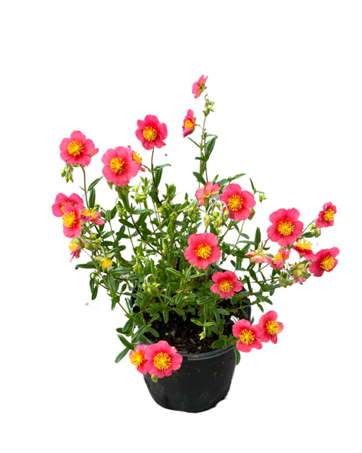 Shrub - Helianthemum nummularium 'Rock Rose Ben Ledi' (1 Gallon)