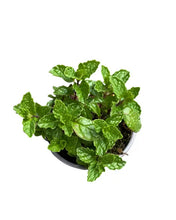 Load image into Gallery viewer, Herb - Mentha spicata &#39;Spearmint&#39; (3.5 Inch) Product vendor
