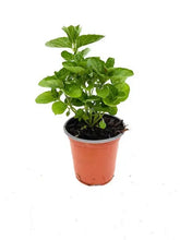 Load image into Gallery viewer, Herb - Mentha spicata &#39;Spearmint&#39; (3.5 Inch) Product vendor
