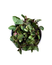 Load image into Gallery viewer, Herb - Mentha × piperita &#39;Peppermint&#39; (3.5 Inch) Product vendor
