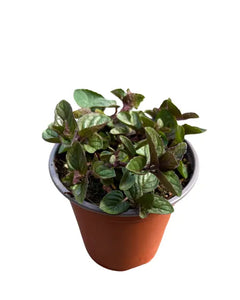 Herb - Mentha × piperita 'Peppermint' (3.5 Inch) Product vendor