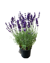 Load image into Gallery viewer, Ornamental Herb - Lavandula angustifolia &#39;Hidcote Blue Lavender&#39; (1 Gallon)
