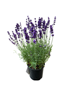 Ornamental Herb - Lavandula angustifolia 'Hidcote Blue Lavender' (1 Gallon)