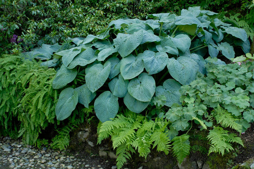 Perennial - Hosta x sieboldiana 'Blue Angel' (4 Inch) Product vendor