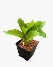 Load image into Gallery viewer, Perennial - Hosta &#39;Queen of the Sea&#39;s&#39; (1 Gallon)
