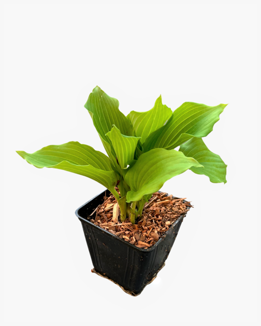 Perennial - Hosta 'Queen of the Sea's' (1 Gallon)