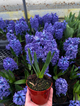 Load image into Gallery viewer, Annual - Hyacinthus Orientalis &#39;Delft Blue&#39; (4 Inch Round) Product vendor
