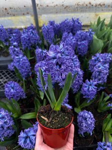 Annual - Hyacinthus Orientalis 'Delft Blue' (4 Inch Round) Product vendor