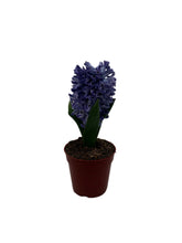 Load image into Gallery viewer, Hyacinthus orientalis &#39;Delft Blue&#39;
