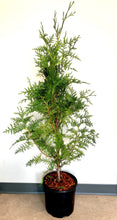 Load image into Gallery viewer, Hedging - Thuja plicata &#39;Excelsa Western Red Cedar&#39; (2 Gallon)
