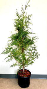 Hedging - Thuja plicata 'Excelsa Western Red Cedar' (2 Gallon)