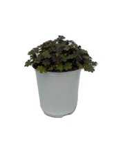 Load image into Gallery viewer, Perennial - Geranium x antipodeum &#39;Orkney Cherry Cranesbill&#39; (1 Gallon White Pot) Product vendor
