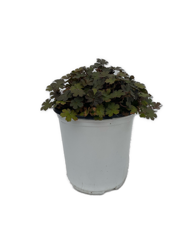 Perennial - Geranium x antipodeum 'Orkney Cherry Cranesbill' (1 Gallon White Pot) Product vendor