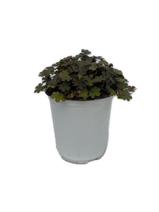 Perennial - Geranium x antipodeum 'Orkney Cherry Cranesbill' (1 Gallon White Pot) Product vendor