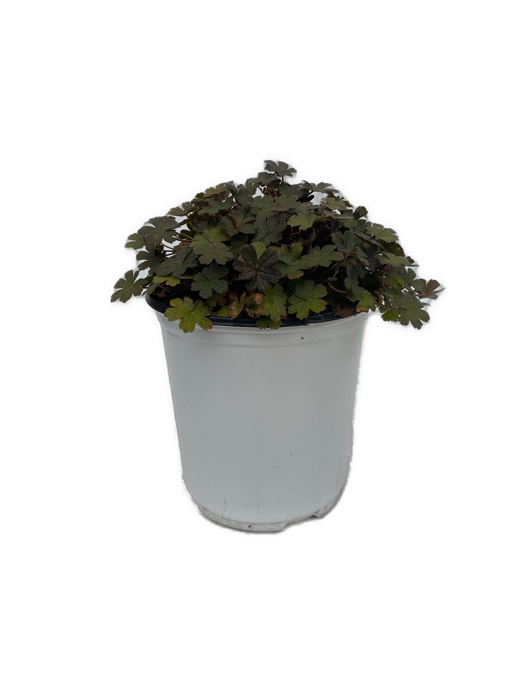 Perennial - Geranium x antipodeum 'Orkney Cherry Cranesbill' (1 Gallon White Pot) Product vendor