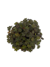 Load image into Gallery viewer, Perennial - Geranium x antipodeum &#39;Orkney Cherry Cranesbill&#39; (1 Gallon White Pot) Product vendor
