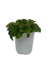 Load image into Gallery viewer, Perennial - Geum hybrida &#39;Alabama Slammer Avens&#39; (1 Gallon White Pot) Product vendor
