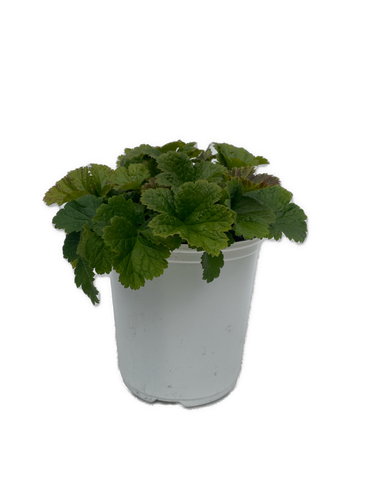 Perennial - Geum hybrida 'Alabama Slammer Avens' (1 Gallon White Pot) Product vendor