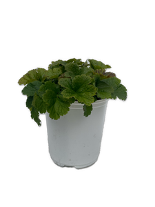 Perennial - Geum hybrida 'Alabama Slammer Avens' (1 Gallon White Pot) Product vendor