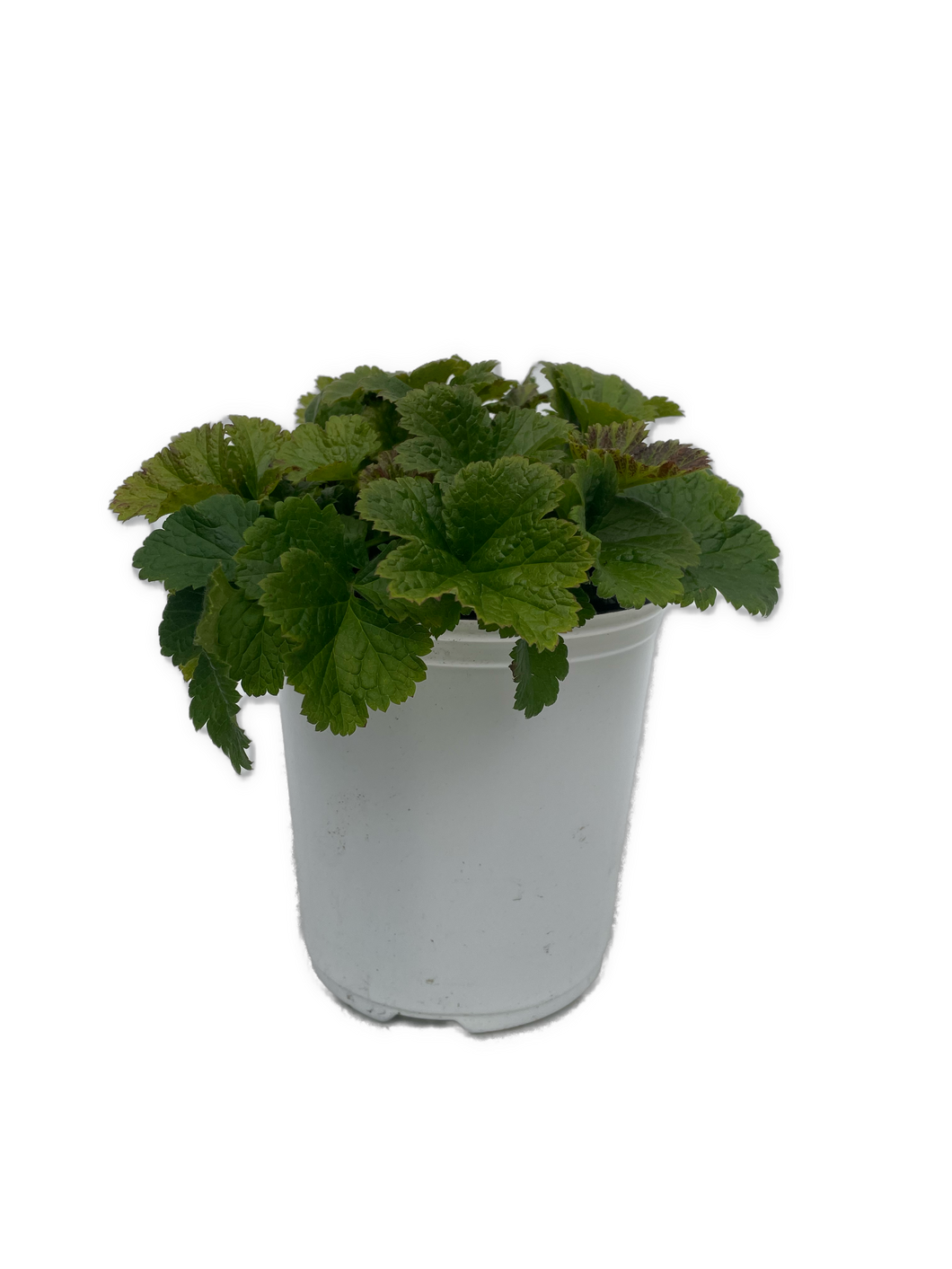 Perennial - Geum hybrida 'Alabama Slammer Avens' (1 Gallon White Pot) Product vendor