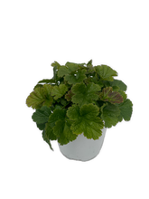 Load image into Gallery viewer, Perennial - Geum hybrida &#39;Alabama Slammer Avens&#39; (1 Gallon White Pot) Product vendor

