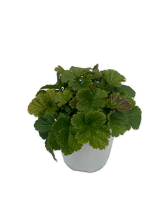 Perennial - Geum hybrida 'Alabama Slammer Avens' (1 Gallon White Pot) Product vendor