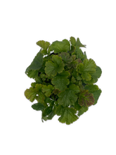 Load image into Gallery viewer, Perennial - Geum hybrida &#39;Alabama Slammer Avens&#39; (1 Gallon White Pot) Product vendor
