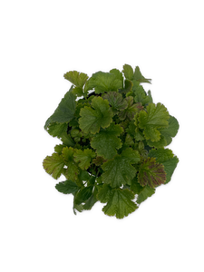Perennial - Geum hybrida 'Alabama Slammer Avens' (1 Gallon White Pot) Product vendor