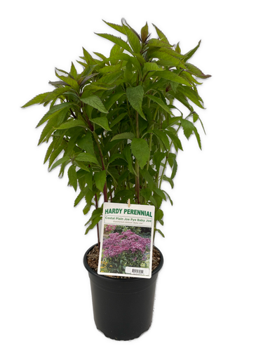 Perennial - Eupatorium dubium 'Baby Joe' (2 Gallon) Product vendor