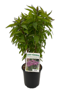 Perennial - Eupatorium dubium 'Baby Joe' (2 Gallon) Product vendor