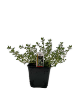 Load image into Gallery viewer, Ground Cover - Thymus vulgaris &#39;English Thyme&#39; (4 Inch)
