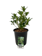 Load image into Gallery viewer, Shrub - Skimmia japonica &#39;Limelight&#39; (6 Inch Pot)
