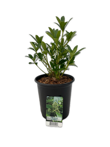 Shrub - Skimmia japonica 'Limelight' (6 Inch Pot) Product vendor