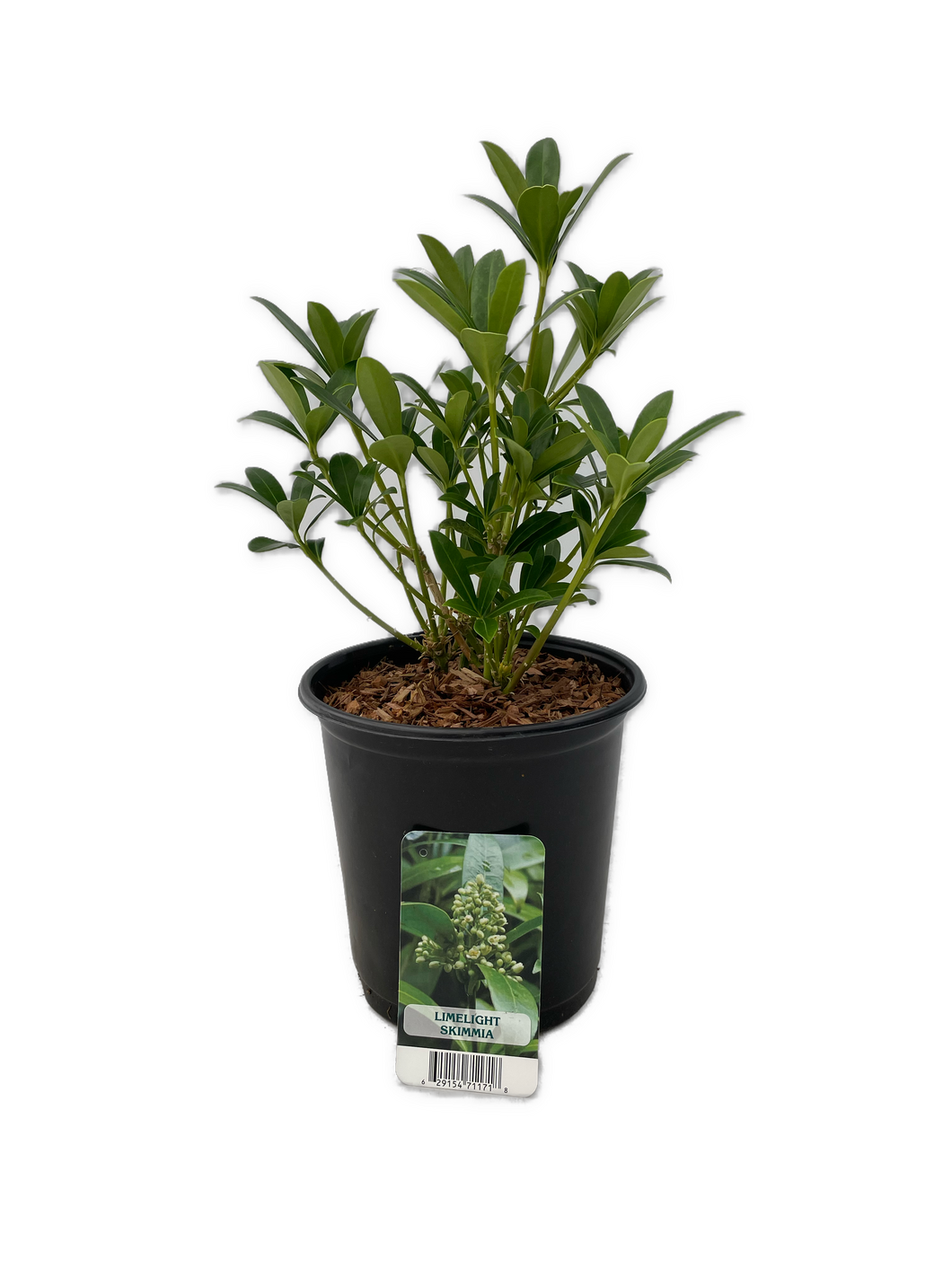 Shrub - Skimmia japonica 'Limelight' (6 Inch Pot) Product vendor