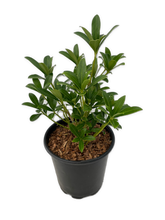 Load image into Gallery viewer, Shrub - Skimmia japonica &#39;Limelight&#39; (6 Inch Pot)
