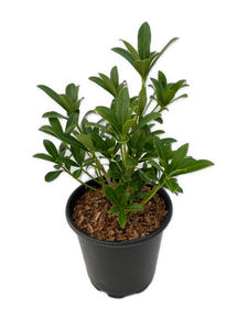 Shrub - Skimmia japonica 'Limelight' (6 Inch Pot) Product vendor