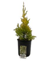 Load image into Gallery viewer, Shrub - Cupressus macrocarpon &#39;Snowcrest Lemon Cypress&#39; (1 Gallon)
