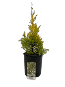 Shrub - Cupressus macrocarpon 'Snowcrest Lemon Cypress' (1 Gallon)