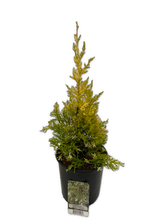 Load image into Gallery viewer, Shrub - Cupressus macrocarpon &#39;Snowcrest Lemon Cypress&#39; (1 Gallon)
