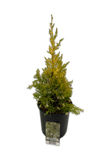 Shrub - Cupressus macrocarpon 'Snowcrest Lemon Cypress' (1 Gallon)