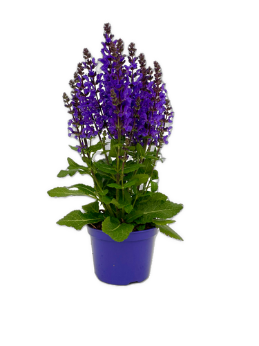 Perennial - Salvia nemorosa 'Nobel Knight Sage' (5 Inch) Product vendor