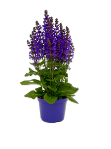 Perennial - Salvia nemorosa 'Nobel Knight Sage' (5 Inch) Product vendor